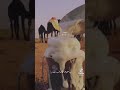 تروي ولدها ثم تملى رواعيه