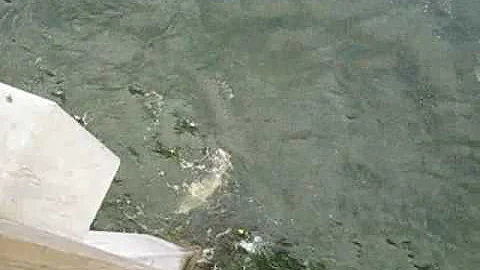 Shark hooked by Dennis Myers 6-2-10 Gulf State Par...