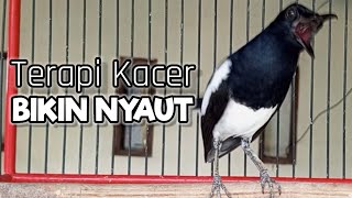 PANCINGAN KACER NGEPLONG INI BIKIN KACER MACET MALAS BUNYI, BAHAN LANGSUNG NYAUT GACOR !