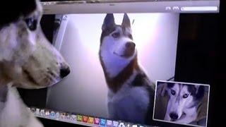 2 Siberian Huskies Skype  Mishka & Laika