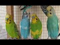 6 Hours of Comforting Budgie Sounds 🐦💚 | Soothing Parakeet Chirps to Help Sad & Lonely Birds