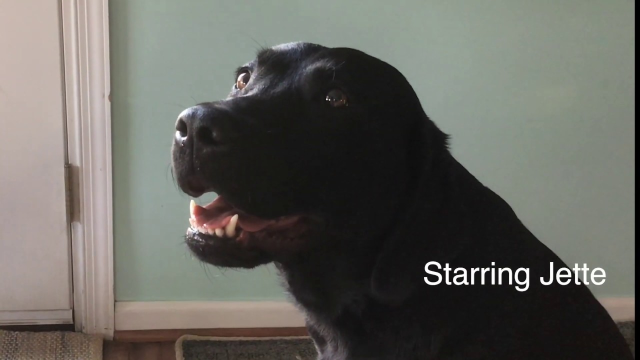 Dogs react to annoying sounds YouTube