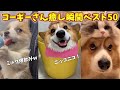 コーギーさん癒し瞬間ベスト50!_part1