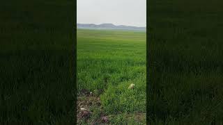 #poetry #hearttouching #shorts