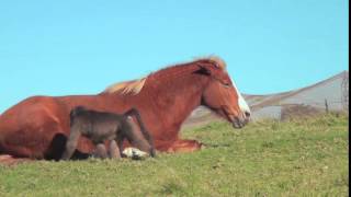 An unlikely friendship between a horse and a baboon