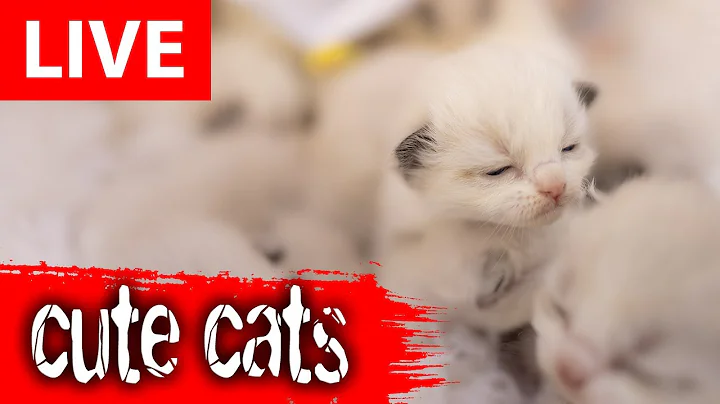 Video 11208211: funny cat live, cat loves playing, cute cat