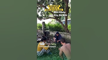 Chọn mắt ghép cho cây bồ kết ghép #câygiốngbồkết #câybồkết