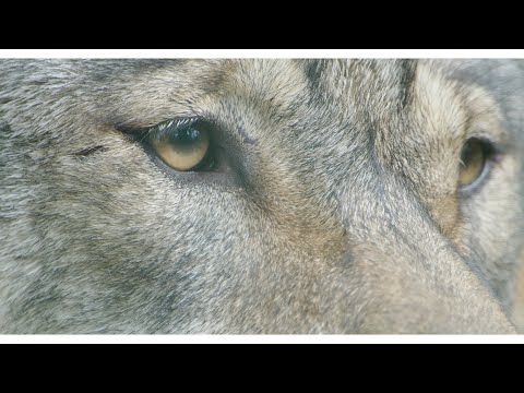 Wolf - Trailer 2022