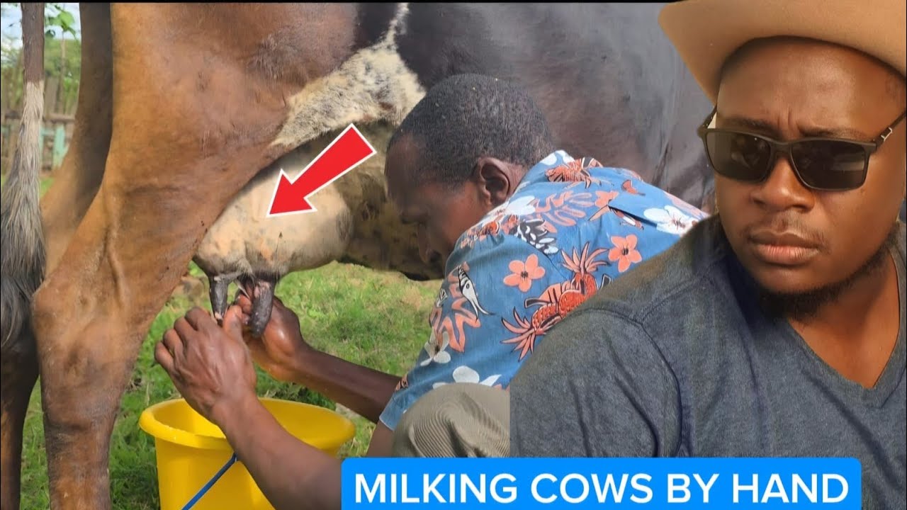 HOW TO MILK CATTLE IN AFRICA BY HAND 