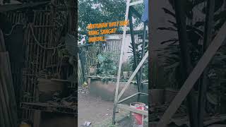 Download Lagu Lantunan ayat suciYang sangat merdu... #cover #fypシ #ngajifromhome #shortsvideo MP3