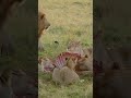 Savanna Symphony A Journey Through Wild Harmony Relax Films Savanna Symphony A Journey Through Wild Harmony Relax Films