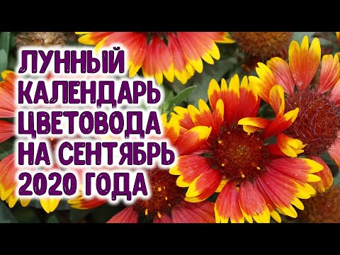 ЛУННЫЙ КАЛЕНДАРЬ ЦВЕТОВОДА НА СЕНТЯБРЬ 2020 ГОДА. АГРОГОРОСКОП для любителей цветов на сентябрь 2020