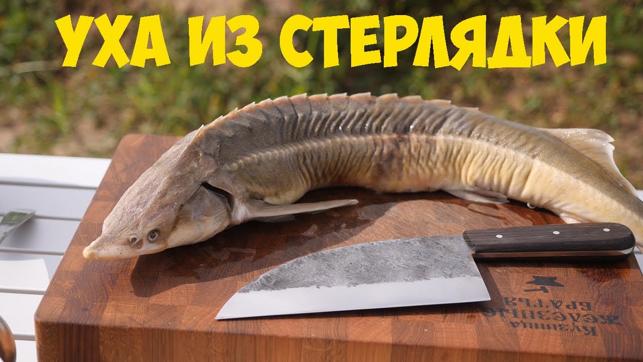 Ловля стерляди на оке