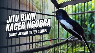 Download Lagu suara BURUNG kacer GACOR ngeplong KONSLET Tarung ini Paling Ampuh buat PANCINGAN KACER agar EMOSI MP3