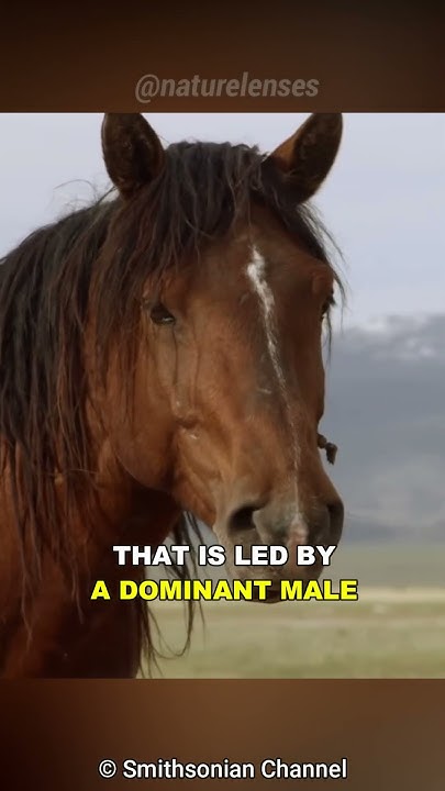 Why Don't Humans Ride Zebras? - YouTube