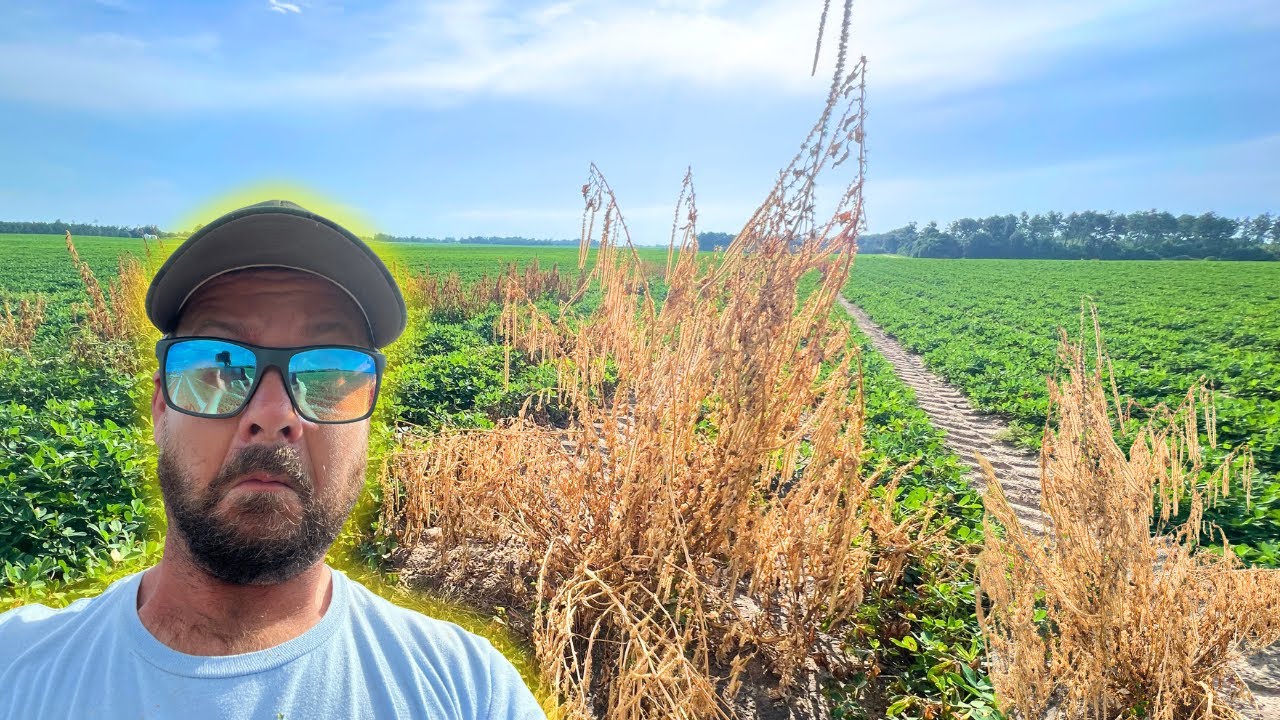 Destroying The Toughest Weed On The Farm