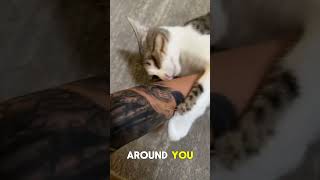 Your Cat Showing Its Belly Is A Trap 😭🐱