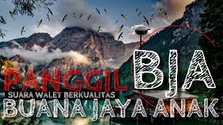 SUARA PANGGIL BJA - BUANA JAYA ANAK Original By SyahriL | suara Walet Panggil | Panggil BJA