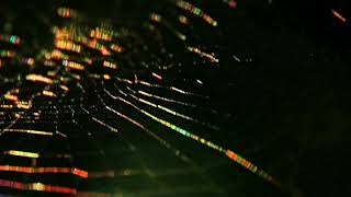 Reflection Spider Web /macro/4k