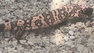 Gila Monster Surprise Visit To Apache Ranch