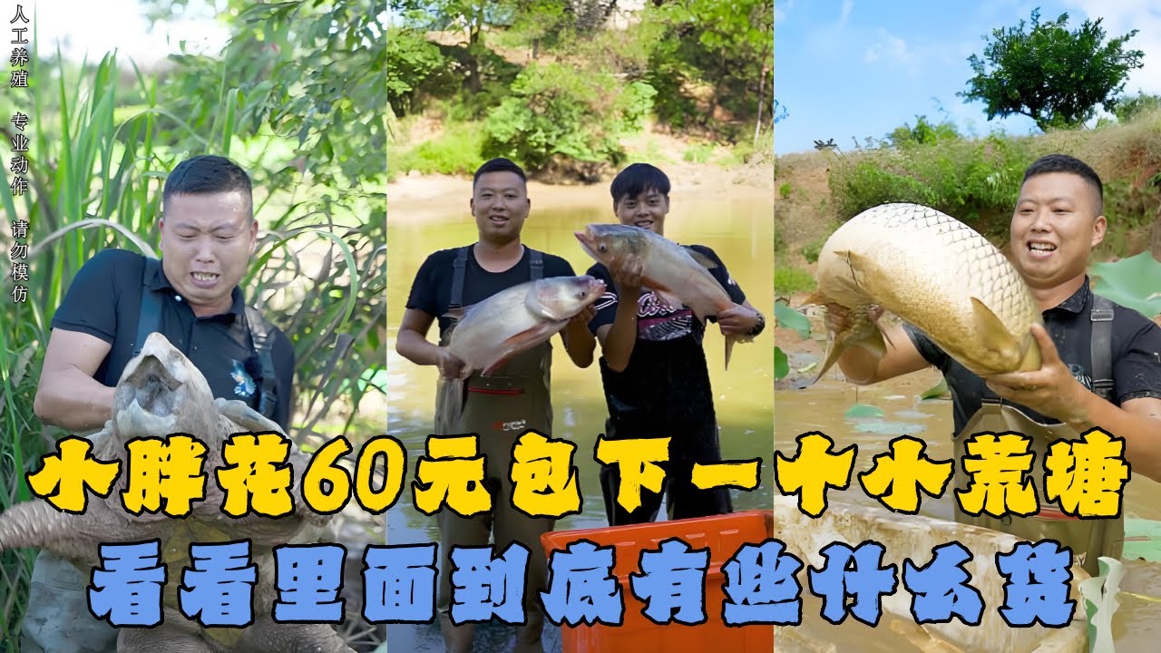 小胖花60元包下一个小荒塘，看看里面到底有些什么货？#户外抓鱼 #户外捕鱼 #小飞哥抓鱼 #乡村生活 #农村生活