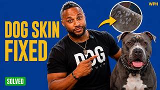 Dog Skin Issues? 3 Things that Actually Help!