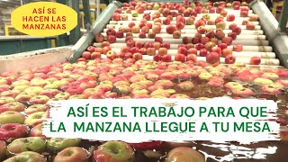 ¿CÓMO SEMBRAR MANZANAS? || CONSEJOS, CUIDADO Y COSECHA