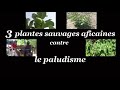 3 plantes sauvages africaines contre le paludisme