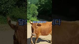8월 별자지 운세 황소자리 (Taurus): 4월 20일 ~ 5월 20일.양력 ) #명상 #자유로운#황소자리…
