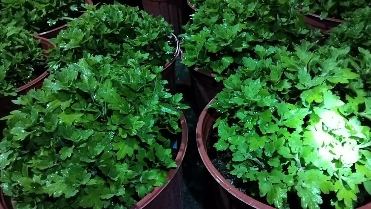 Cách tưới phân thúc cho cúc mâm xôi hàn,cúc hà lan.