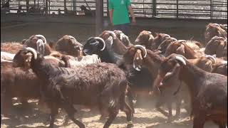 Cyprus Shami Goat And Chios Sheep Farm antoniadesfarm shamigoats chiossheep