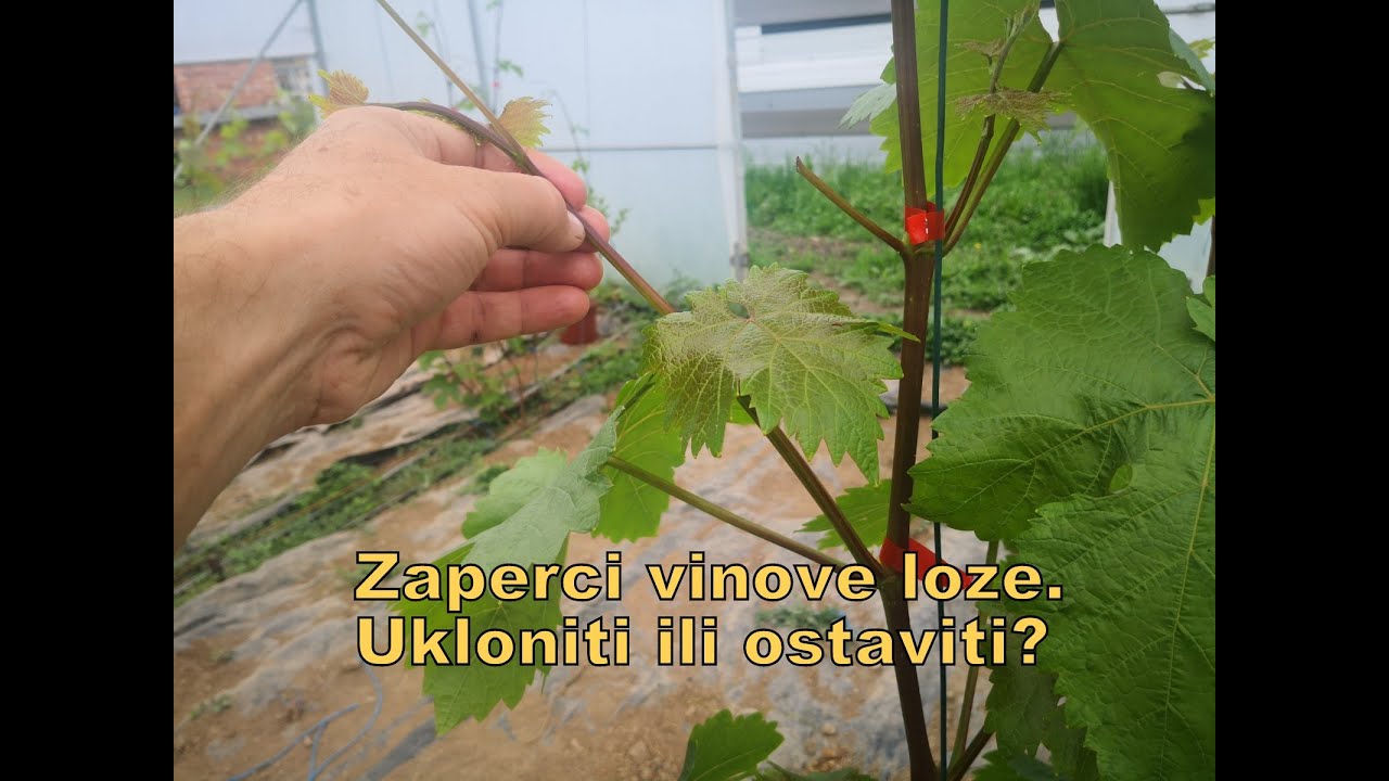 Zaperci vinove loze. Ukloniti ili ostaviti?