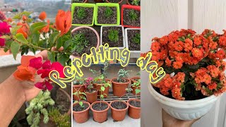 Bougainvillea X kalanchoe repotting day || Nepali gardener || Nepali edition @beinghappy2596