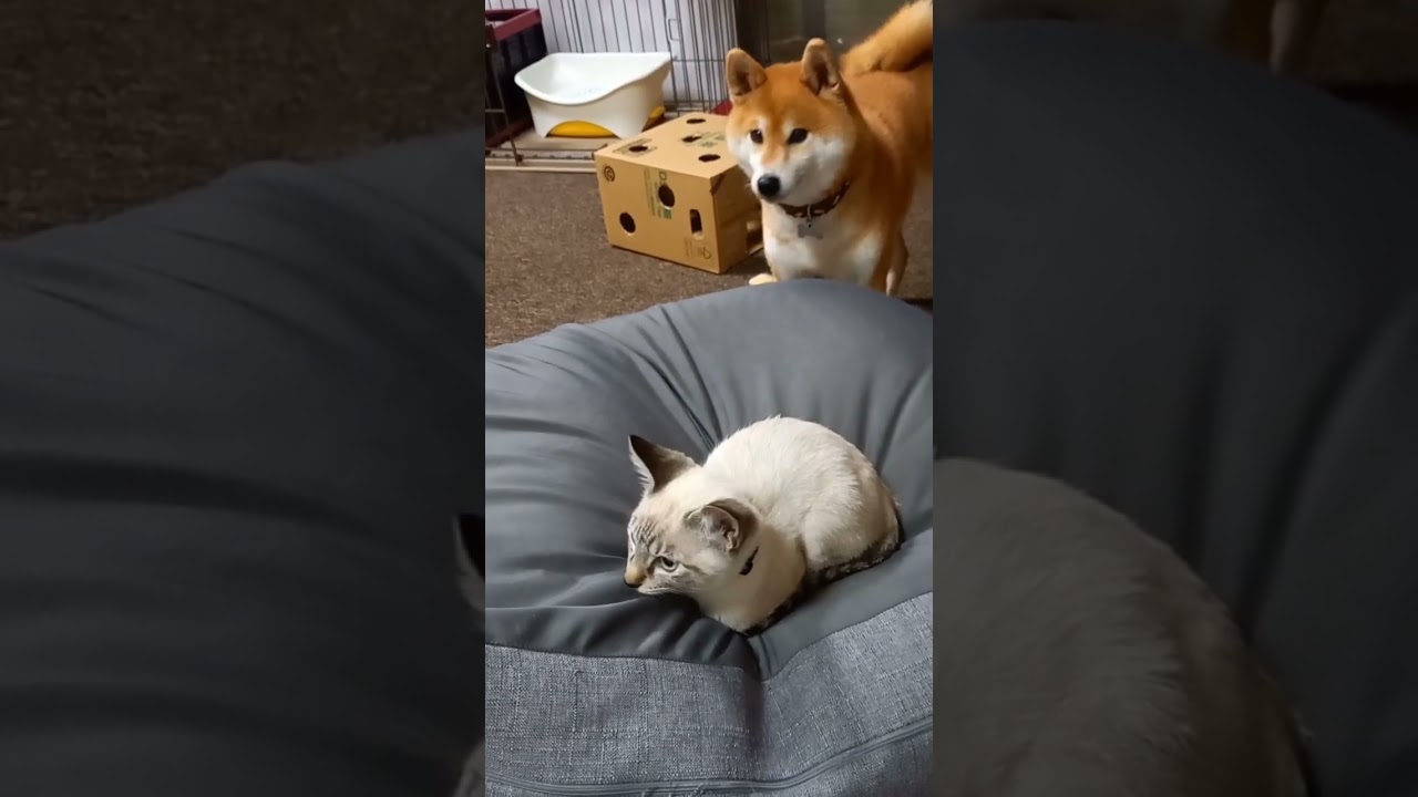 どこで寝ようとしても猫に邪魔される柴犬が切なくて可愛い【動画