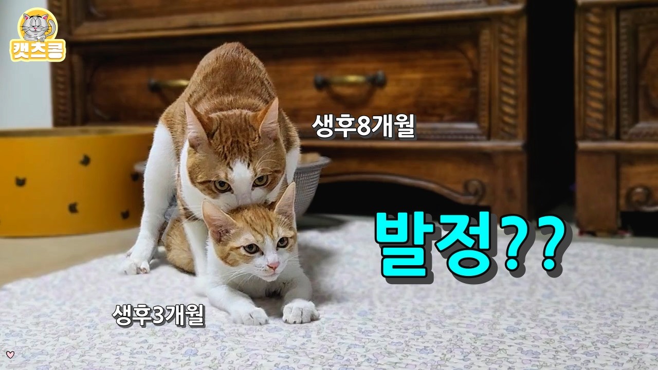 새끼고양이들 중성화 수술 안하면 이렇게 됩니다.🚨(1편)