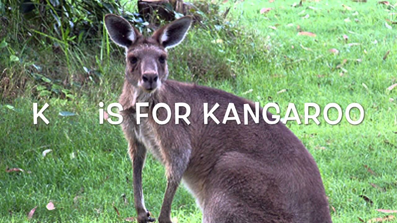 Alphabets A-Z Animal Edition - YouTube