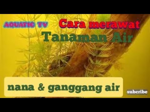 Cara Merawat / Tanaman Air Anubias Dan Ganggang Air 