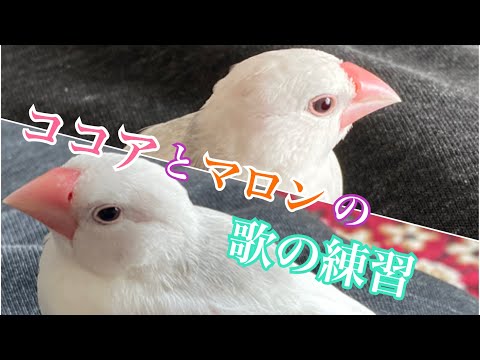 【白文鳥】日向ぼっこしながらさえずりの練習 すずの兄弟達【Java sparrows】