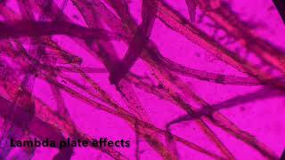Lambda plate and polarized light on the Zeiss Axioskop microscope