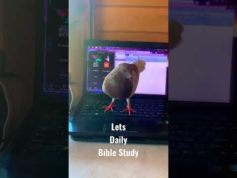 Mari belajar Firman Tuhan setiap hari #religion #amswop # biblestudy #pigeon #dove #amswop study