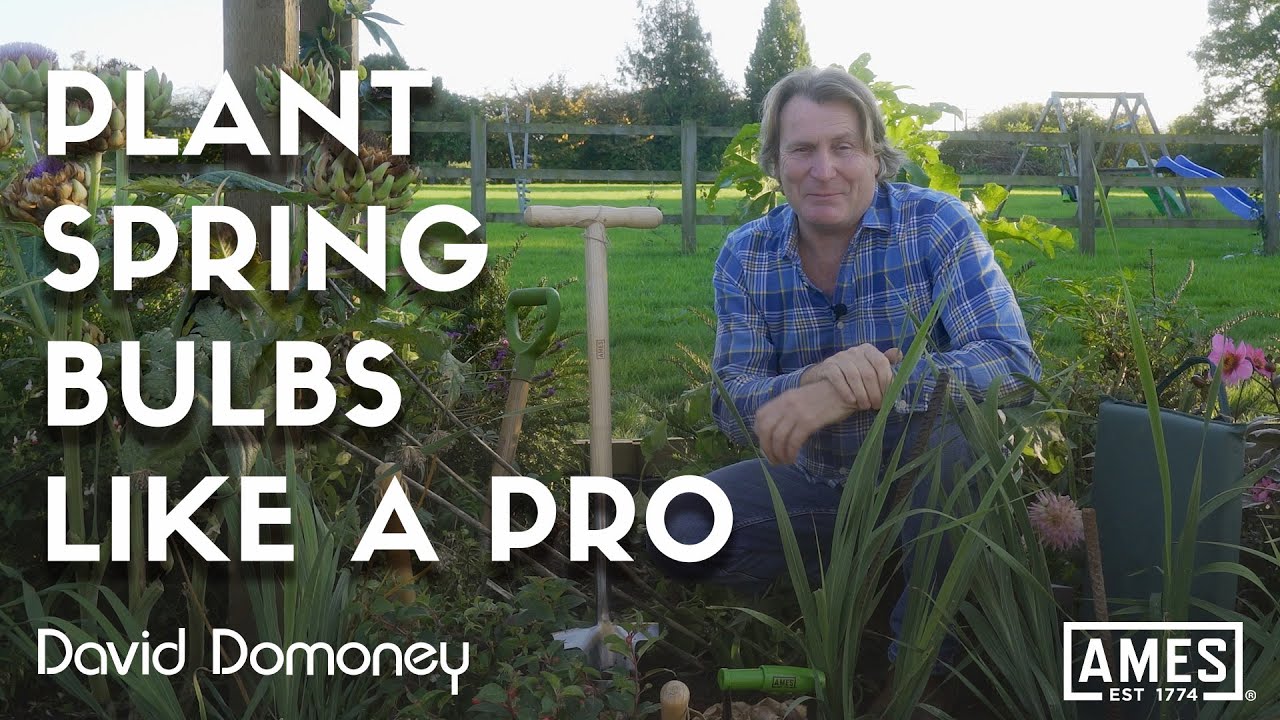 How to plant spring flowering bulbs