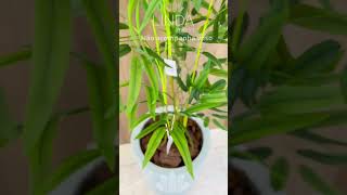 Ref. LB06 Árvore de Bambu Artificial - 140cm #home#flowers#decor#plants#shorts#green#fy#bamboo
