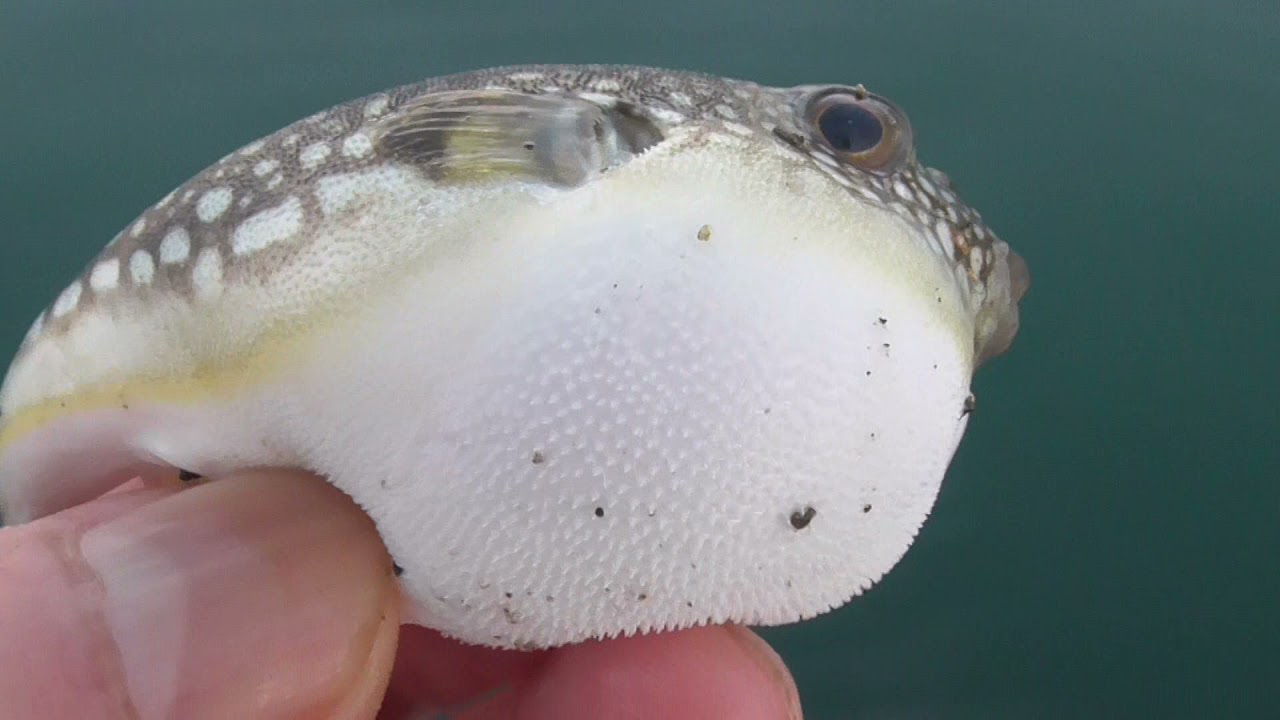 Bkitf4r6vp4s0m Bkitf4r6vp4s0m