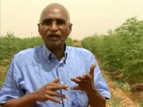 تسويق شجرة المورنغا فى السودان