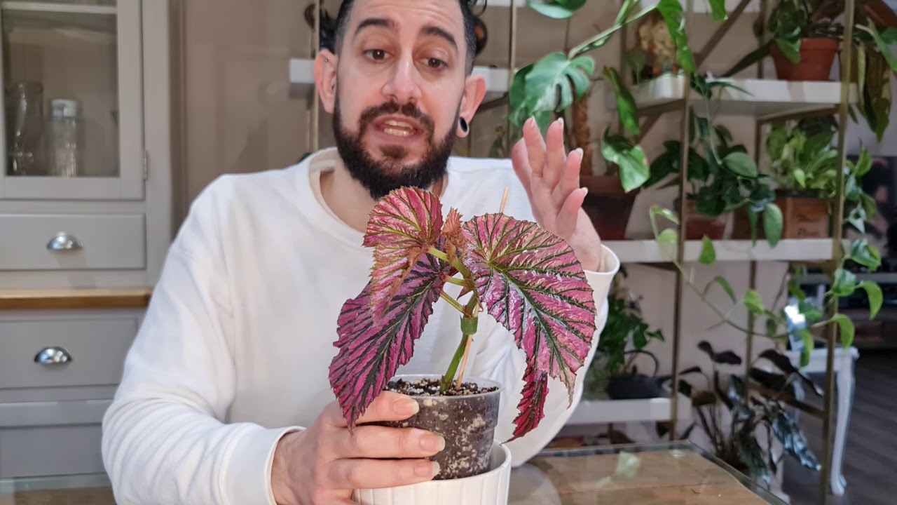 Begonia Brevirimosa subspecies exotica care and tips - YouTube