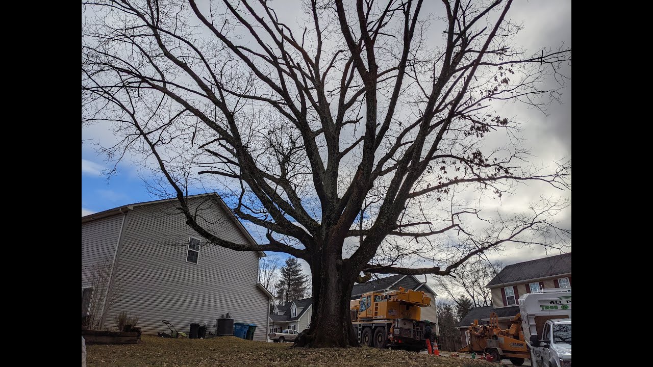 Tree Removal Time Lapse - YouTube