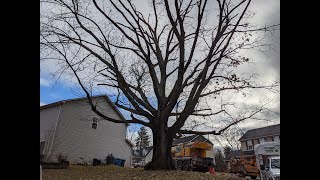 Tree Removal Time Lapse