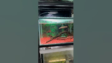 Đèn led S3 plus cho hồ cá đỏ cá không đỏ nước #đènhoca #giaitri #shotrs