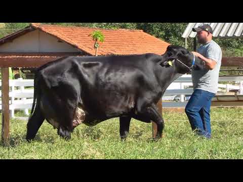 LOTE 6 • LEILÃO GIROLANDO SÃO PEDRO WEEKEND • 9590CC