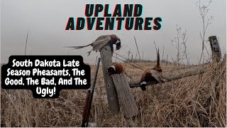 Late Season South Dakota Pheasants, The Good, The Bad, And The Ugly! #pheasant